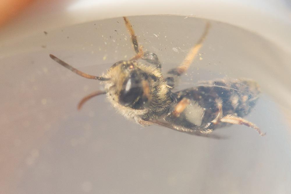  Nomiapis diversipes (Latreille, 1806)