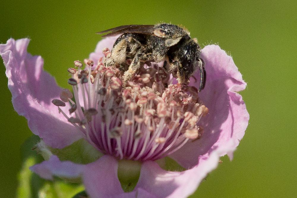  Nomiapis diversipes (Latreille, 1806)