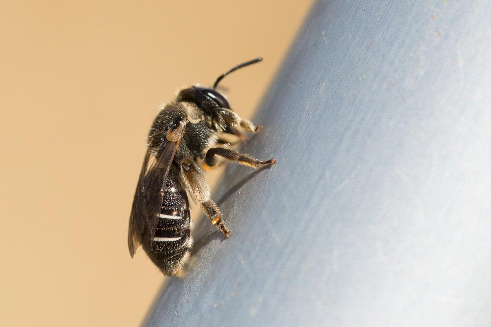  Nomiapis diversipes (Latreille, 1806)