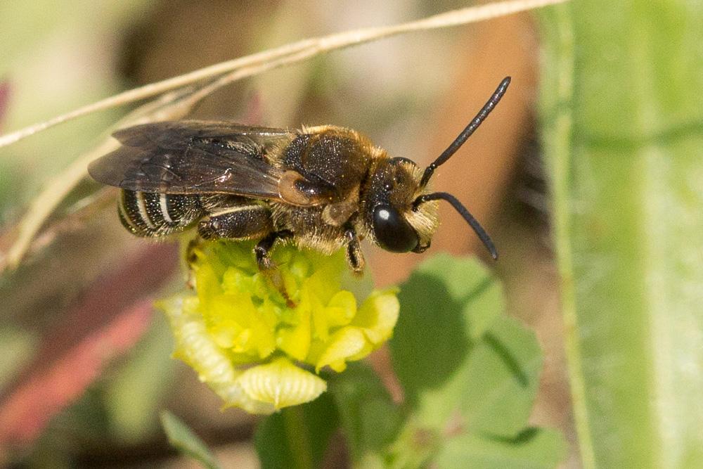  Nomiapis diversipes (Latreille, 1806)
