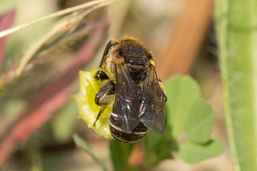  Nomiapis diversipes (Latreille, 1806)