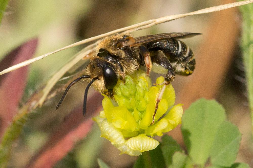  Nomiapis diversipes (Latreille, 1806)