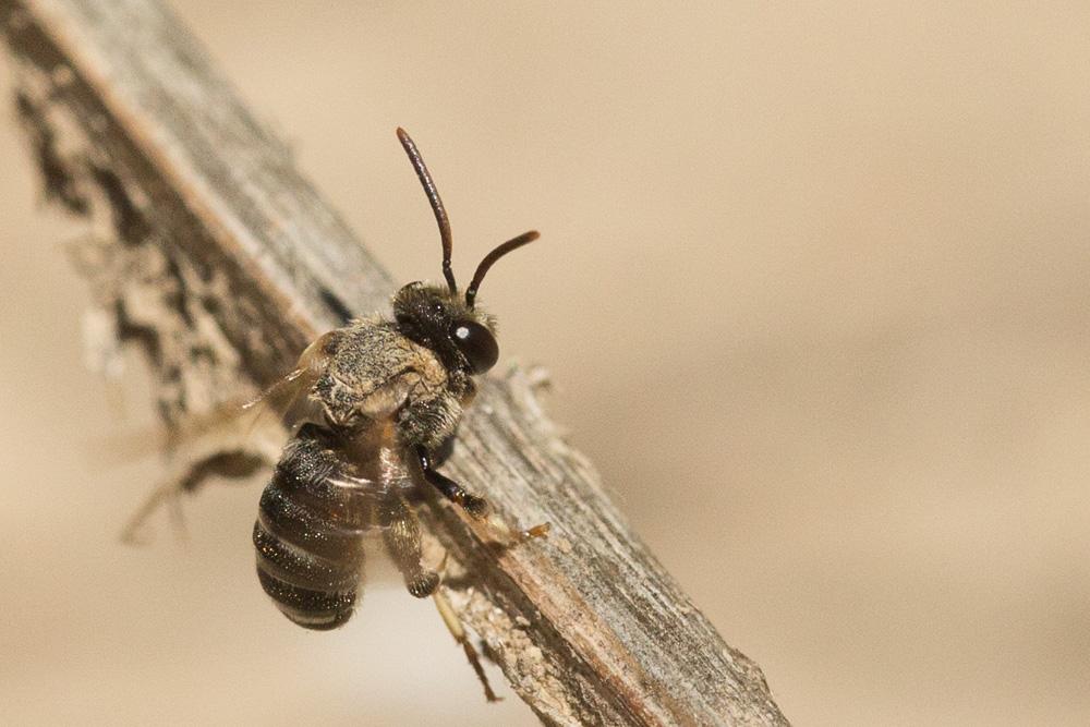 Nomiapis diversipes (Latreille, 1806)