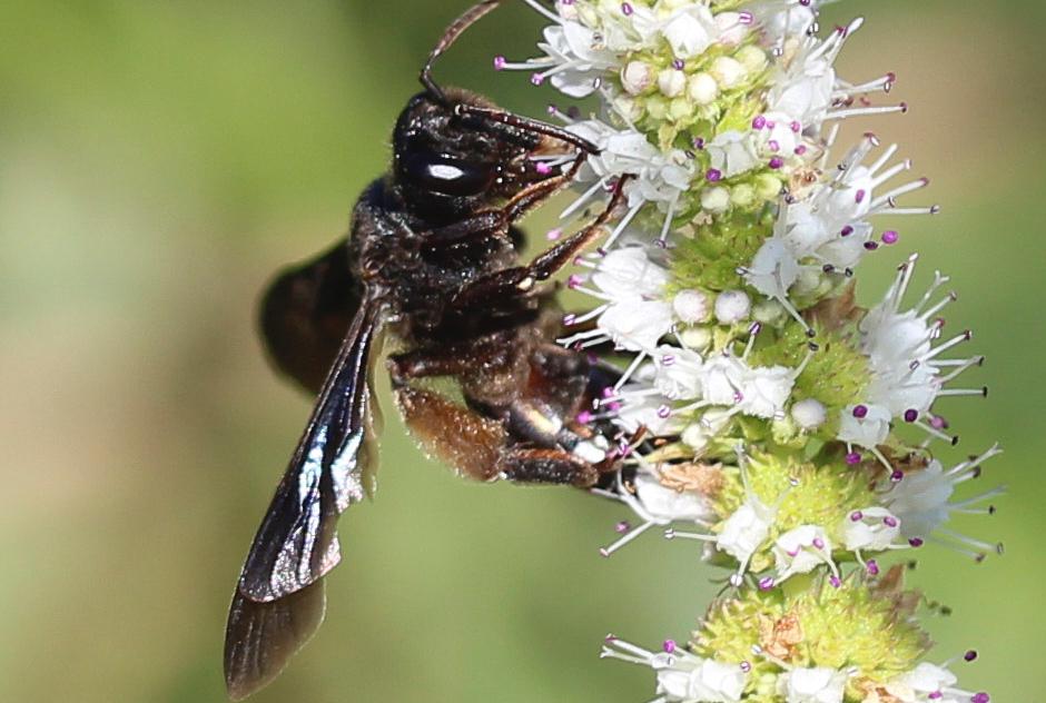  Andrena fuscosa Erichson, 1835