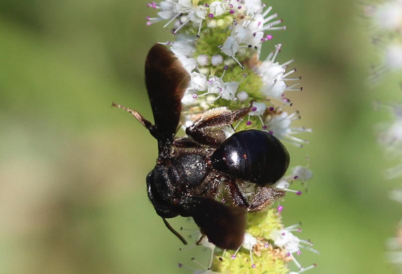  Andrena fuscosa Erichson, 1835