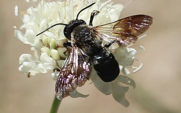 Megachile sculpturalis Smith, 1853