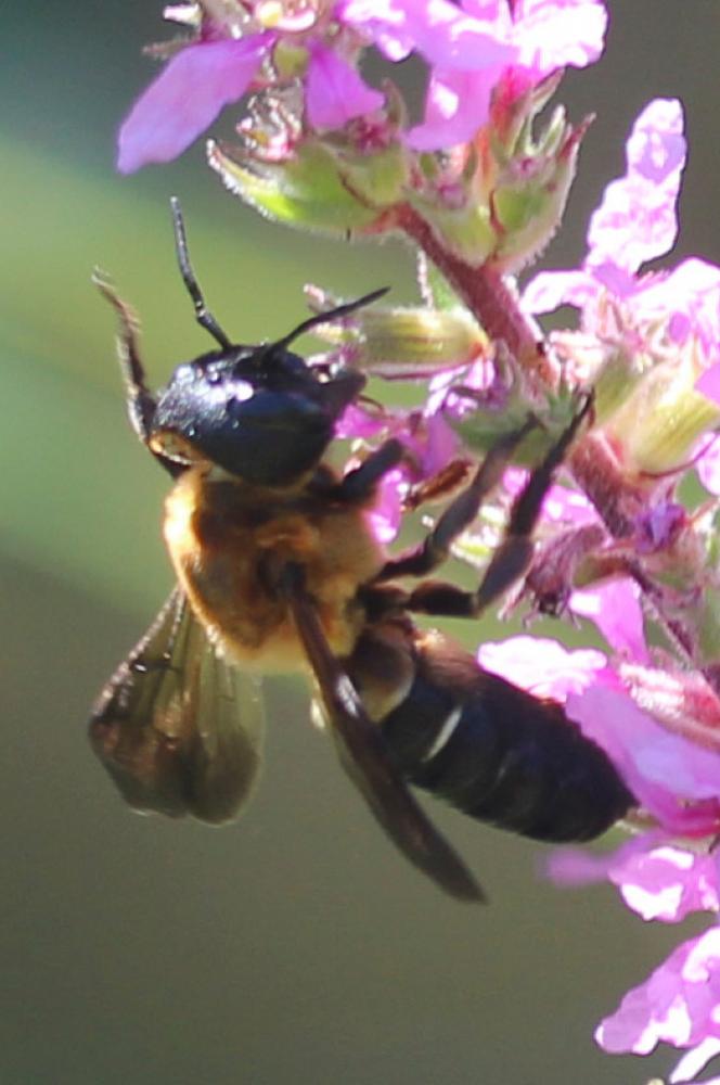  Megachile sculpturalis Smith, 1853