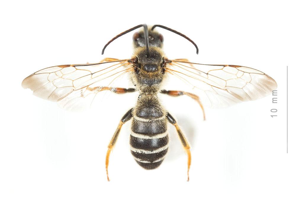 Halictus quadricinctus (Fabricius, 1776)