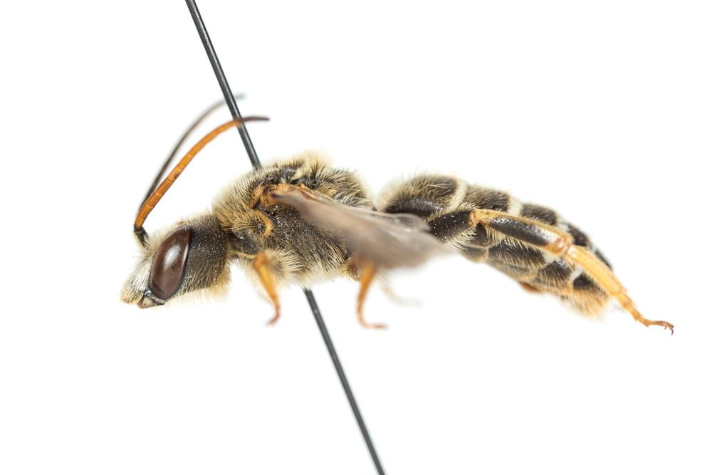  Halictus quadricinctus (Fabricius, 1776)