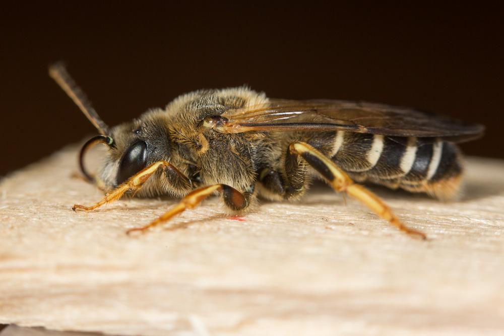  Halictus quadricinctus (Fabricius, 1776)