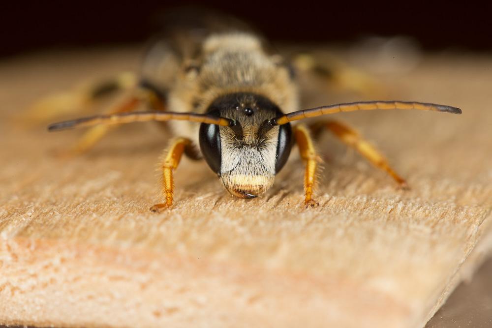 Halictus quadricinctus (Fabricius, 1776)
