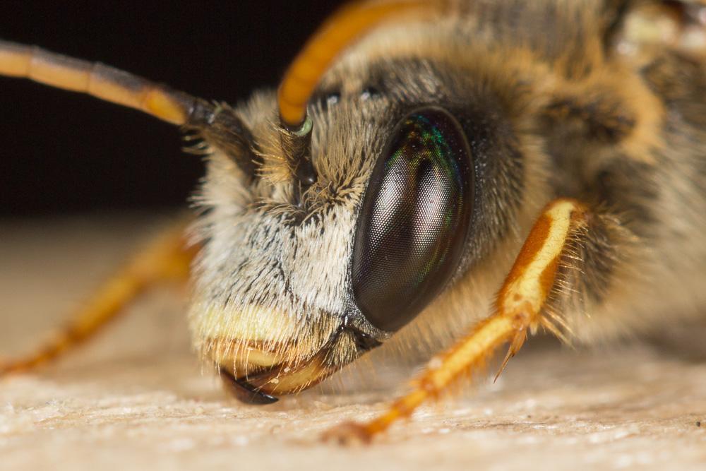  Halictus quadricinctus (Fabricius, 1776)