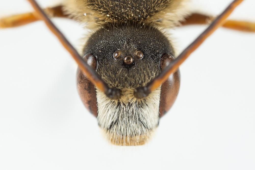  Halictus quadricinctus (Fabricius, 1776)