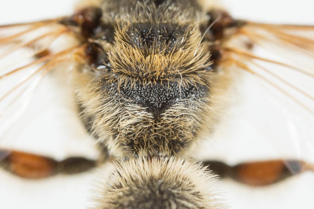 Halictus quadricinctus (Fabricius, 1776)