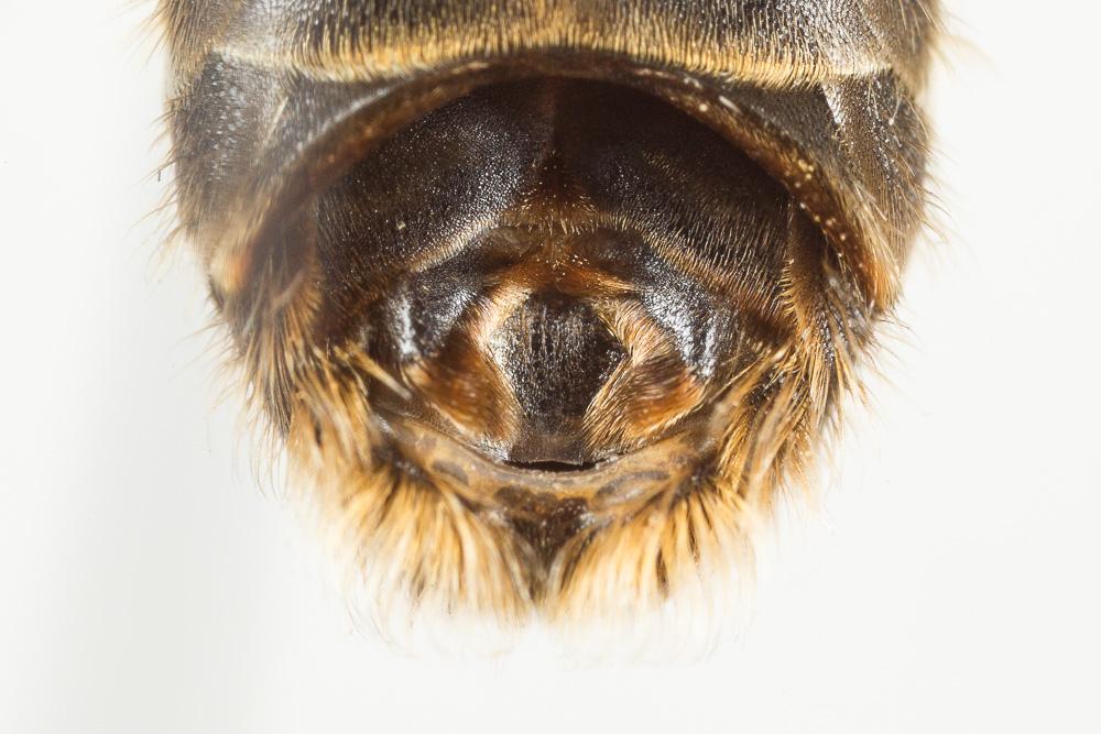Halictus quadricinctus (Fabricius, 1776)