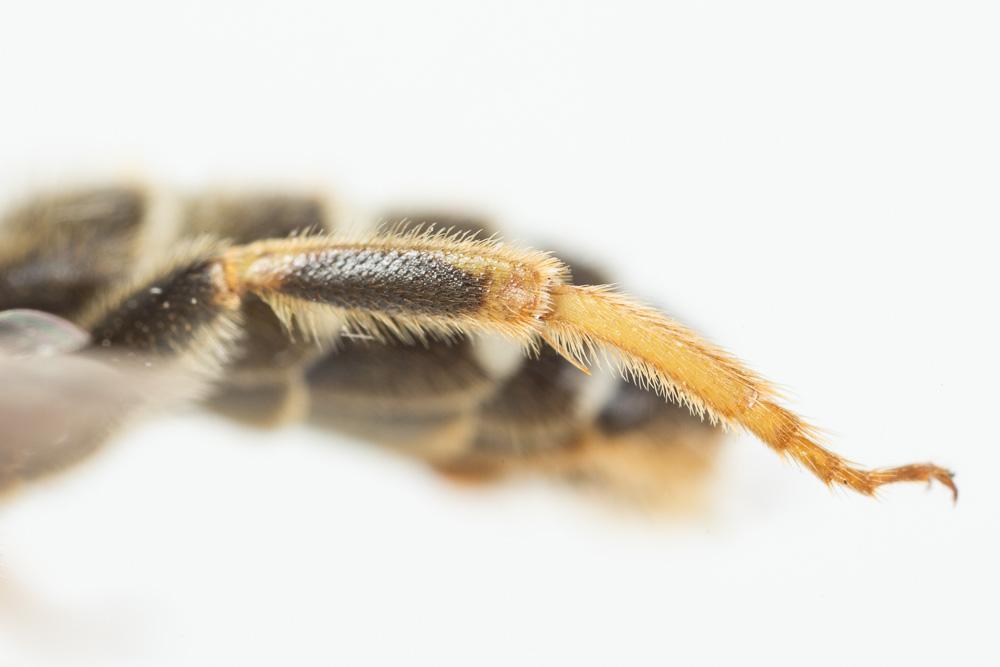  Halictus quadricinctus (Fabricius, 1776)