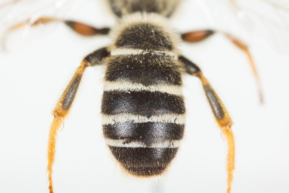  Halictus quadricinctus (Fabricius, 1776)