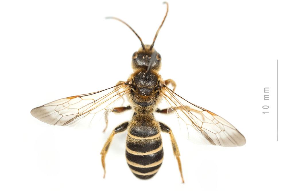  Halictus brunnescens (Eversmann, 1852)
