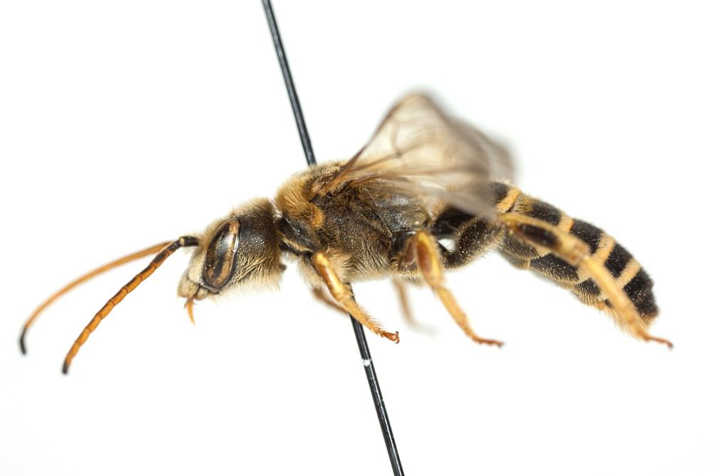 Le  Halictus brunnescens (Eversmann, 1852)