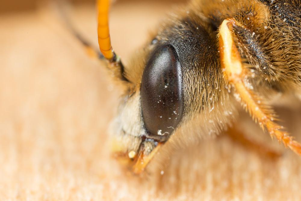  Halictus brunnescens (Eversmann, 1852)