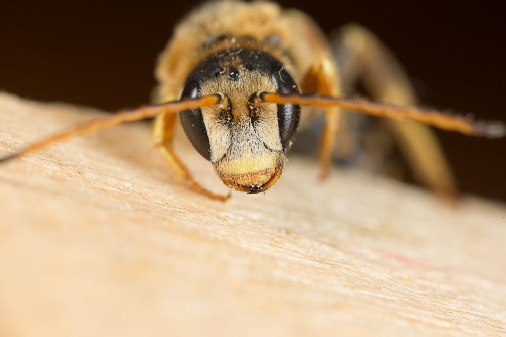 Halictus brunnescens (Eversmann, 1852)