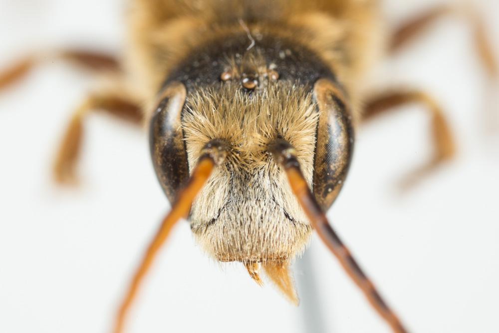 Halictus brunnescens (Eversmann, 1852)