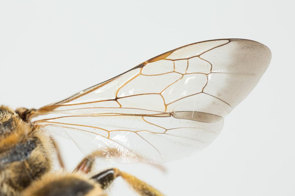 Halictus brunnescens (Eversmann, 1852)