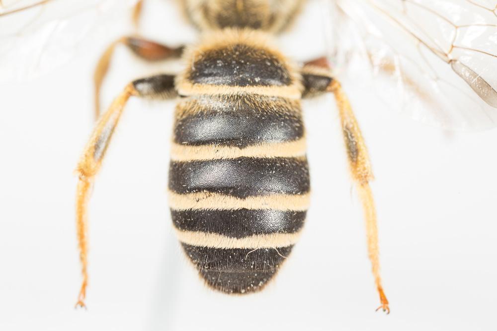 Halictus brunnescens (Eversmann, 1852)