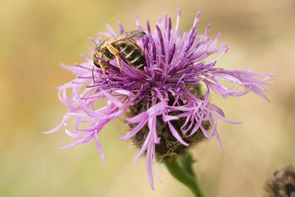 Halictus quadricinctus (Fabricius, 1776)