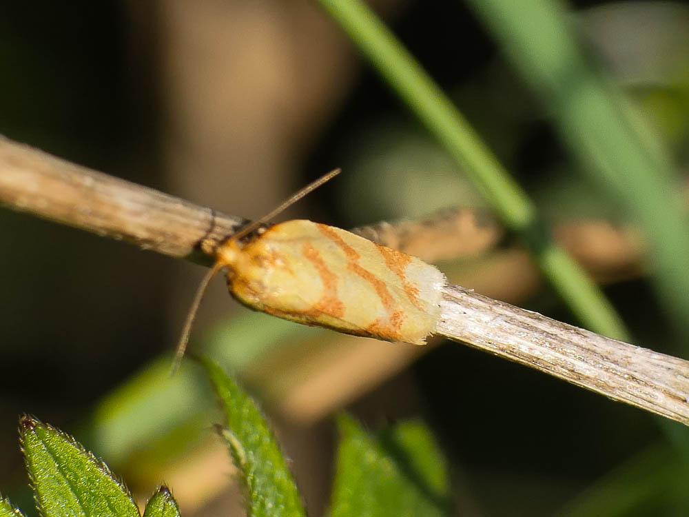  Clepsis pallidana (Fabricius, 1777)