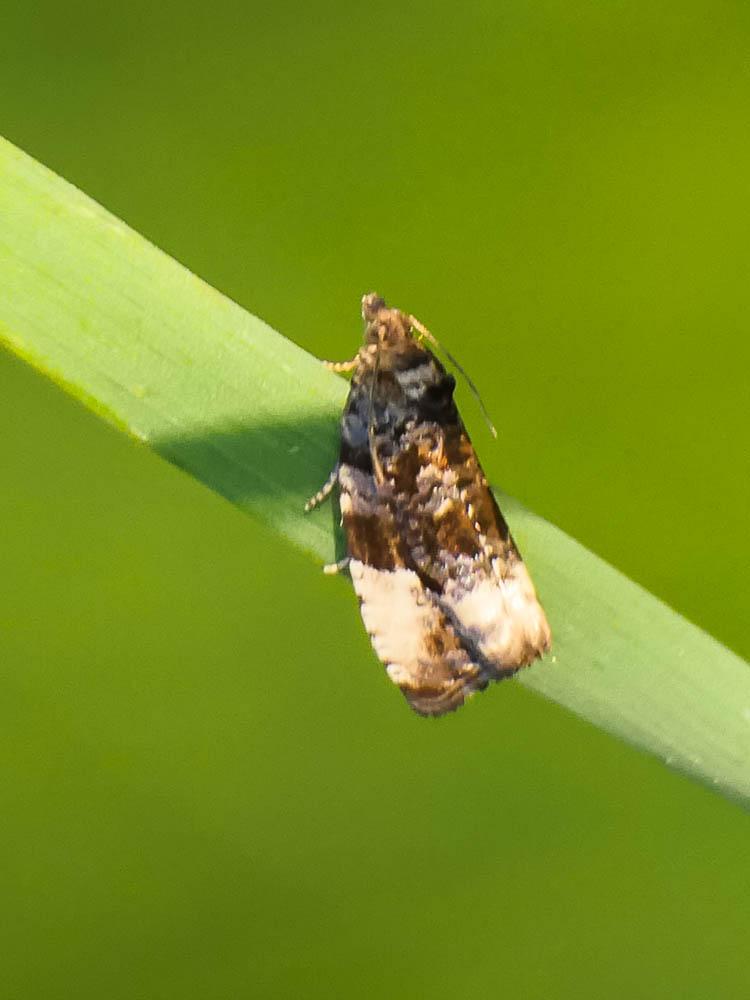  Hedya ochroleucana (Frölich, 1828)