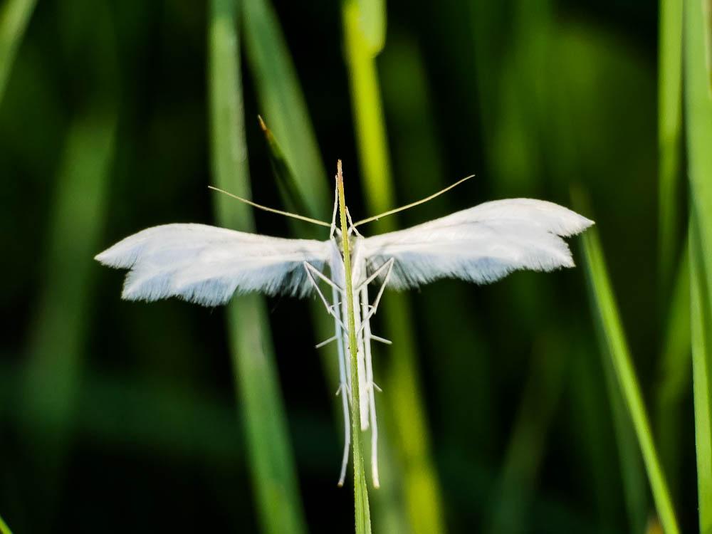  Pterophorus pentadactylus (Linnaeus, 1758)
