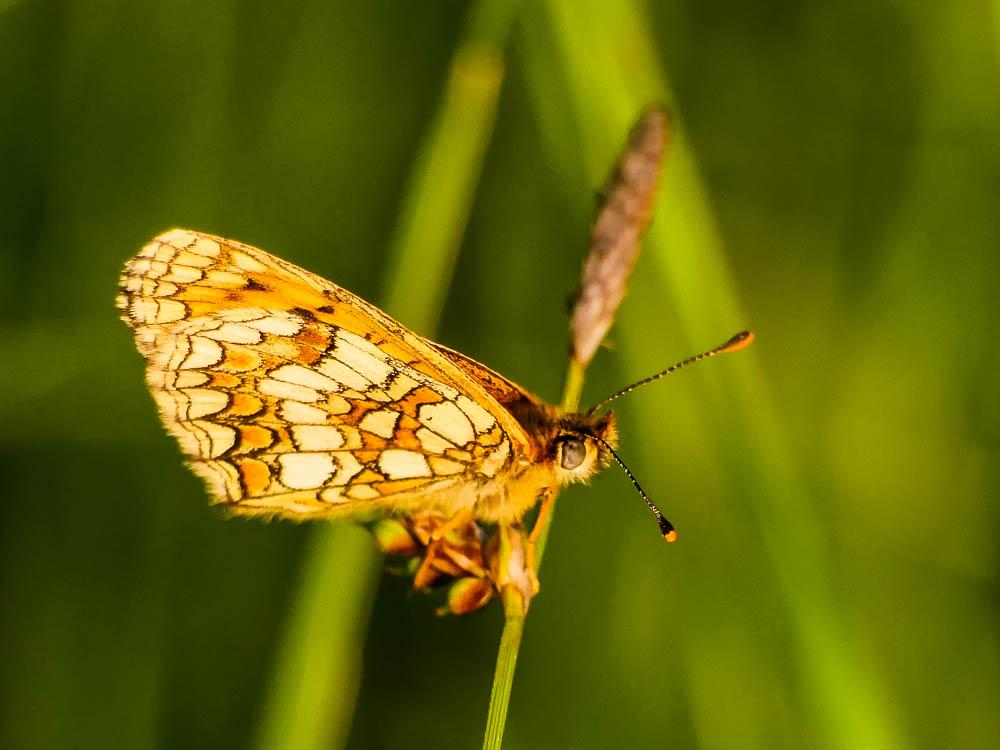 La Mélitée du Mélampyre (La), Damier Athalie (Le) Melitaea athalia (Rottemburg, 1775)