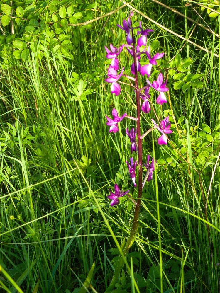 Orchis à fleurs lâches Anacamptis laxiflora (Lam.) R.M.Bateman, Pridgeon & M.W.Chase, 1997