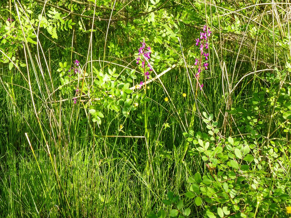 Orchis à fleurs lâches Anacamptis laxiflora (Lam.) R.M.Bateman, Pridgeon & M.W.Chase, 1997