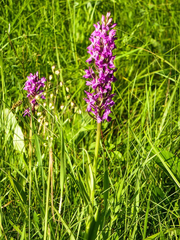 Orchis d'Occitanie, Orchis occitan Dactylorhiza occitanica Geniez, Melki, Pain & Soca, 1995