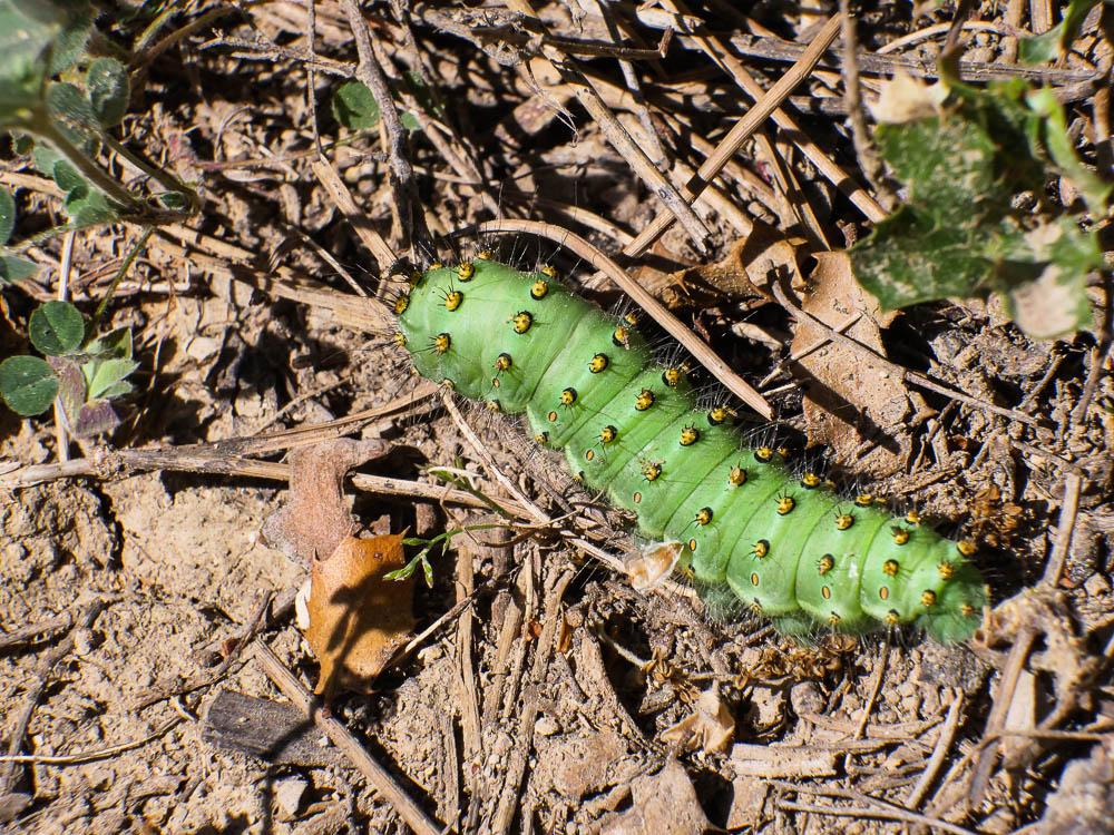 Petit Paon de Nuit (Le) Saturnia pavonia (Linnaeus, 1758)