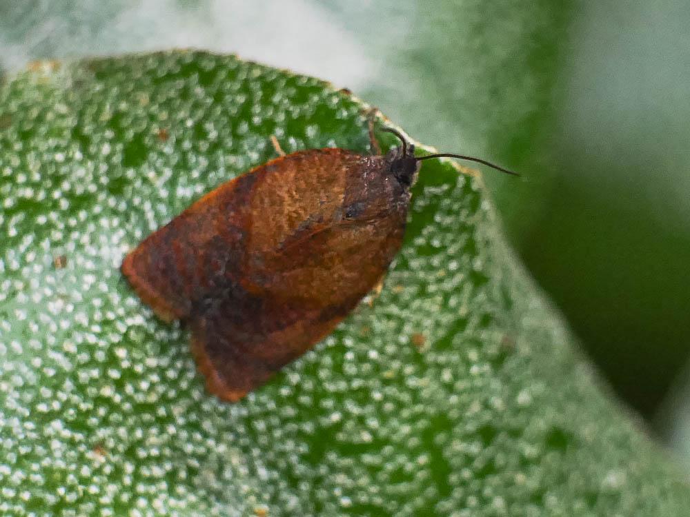 Cacoecimorpha pronubana (Hübner, 1799)