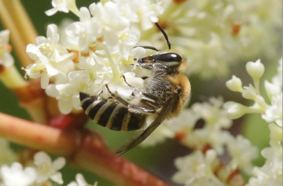  Colletes Latreille, 1802