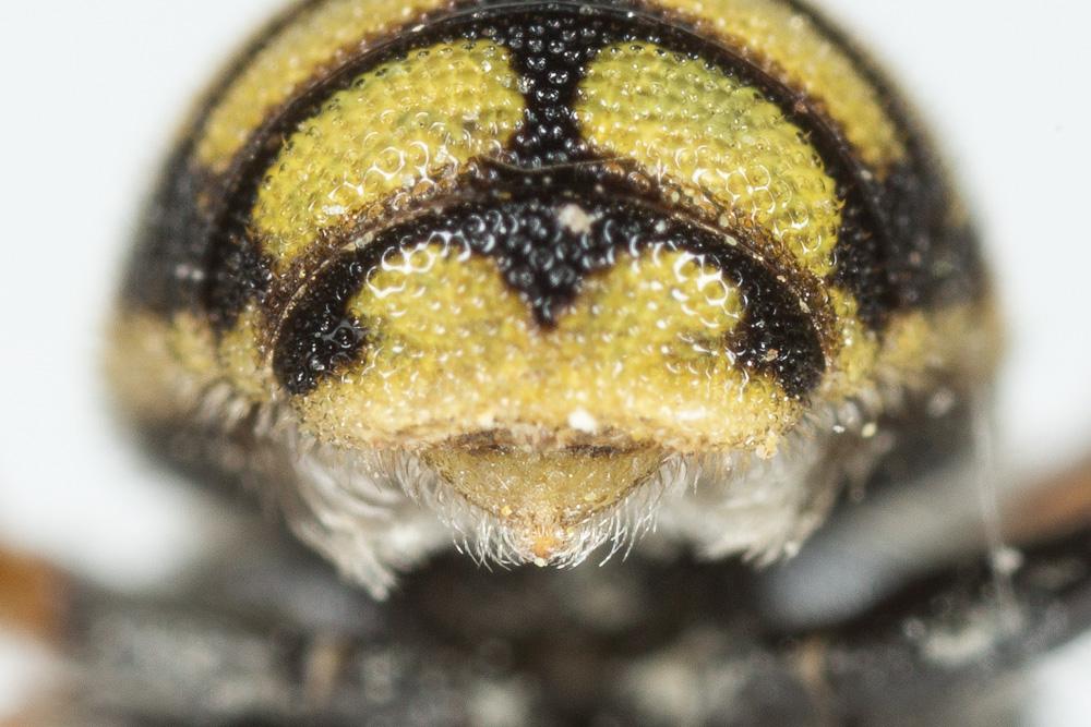  Anthidiellum strigatum (Panzer, 1805)