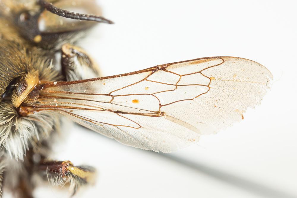  Anthidium cingulatum Latreille, 1809