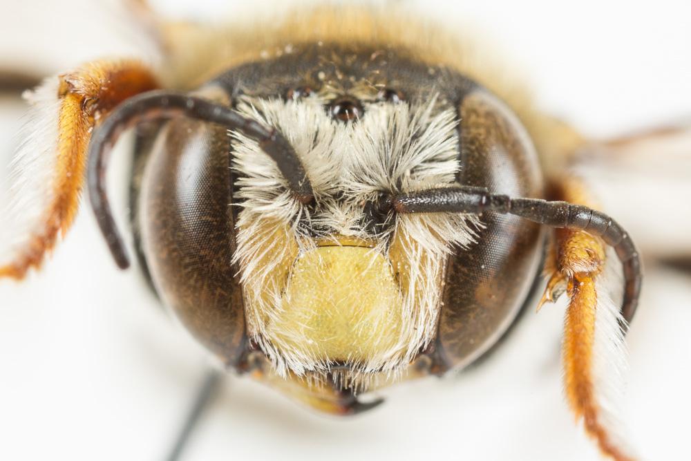  Anthidium diadema Latreille, 1809