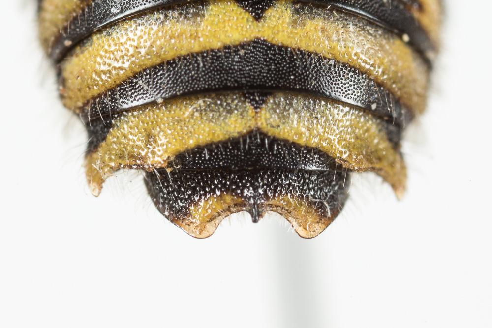  Anthidium diadema Latreille, 1809