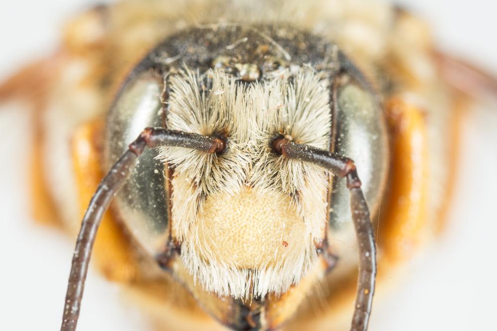 Icteranthidium laterale (Latreille, 1809)