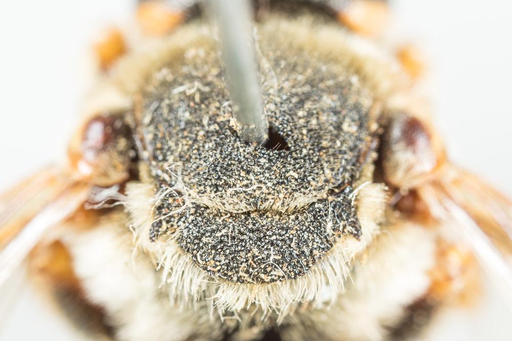 Icteranthidium laterale (Latreille, 1809)
