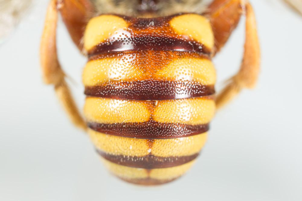 Icteranthidium laterale (Latreille, 1809)