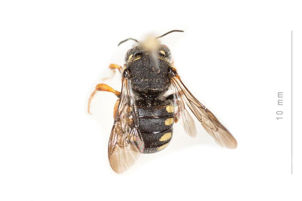 Pseudoanthidium nanum (Mocsáry, 1881)