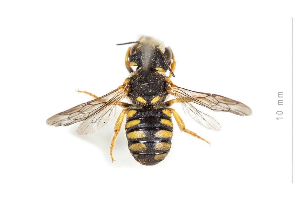 Pseudoanthidium scapulare (Latreille, 1809)