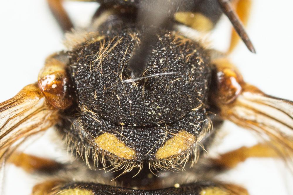  Pseudoanthidium scapulare (Latreille, 1809)