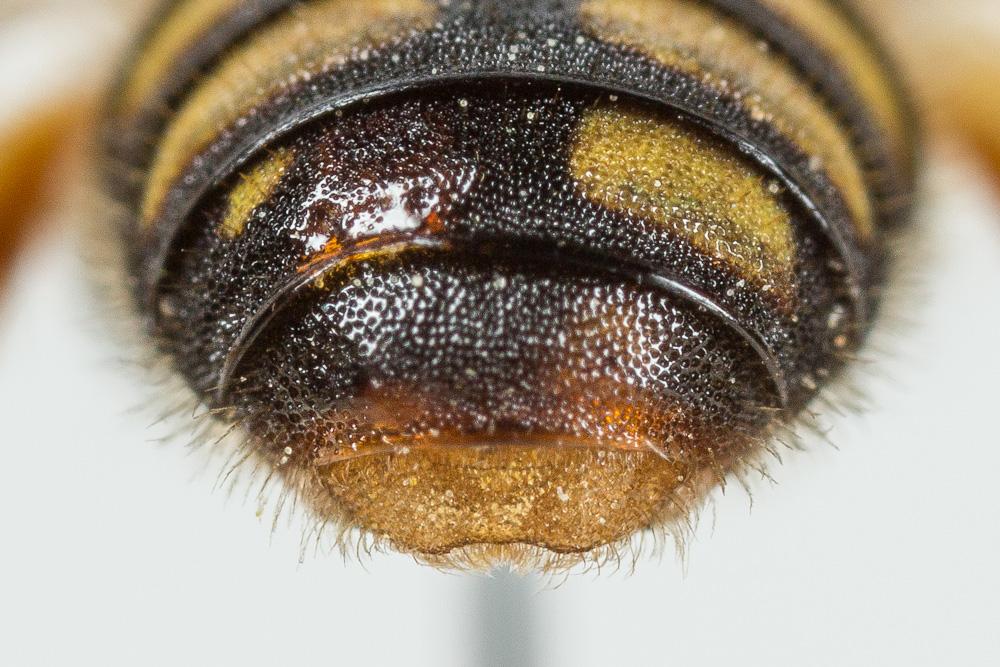  Pseudoanthidium scapulare (Latreille, 1809)